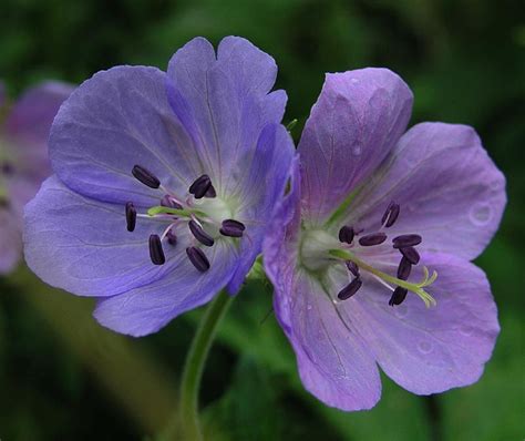 Flowers of Geranium pratense with Actinomorphic Symmetry | Geranium ...