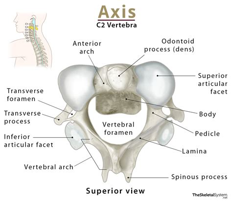 Axis (C2 Vertebra): Anatomy, Functions, & Labeled Diagram