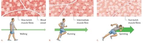 Types of Muscle Fibres - Dr Wendi's Health