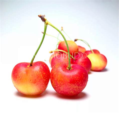 California Rainier Cherry — MomoBud