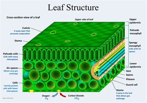 Label The Diagram Of A Leaf And Its Internal Structure Illus