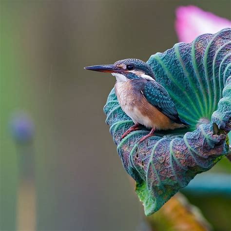 Beautiful Bird Photography by Johnson Chua | 99inspiration