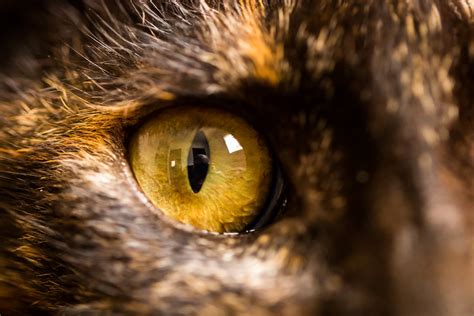 Why Do Animals Have Differently Shaped Pupils in Their Eyes?