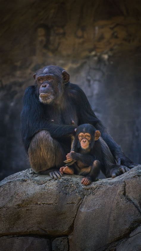 Mom & baby chimp | Baby animals, Animals beautiful, Cute animals