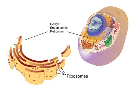 Ribosome