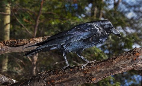 Common raven | Smithsonian's National Zoo and Conservation Biology ...