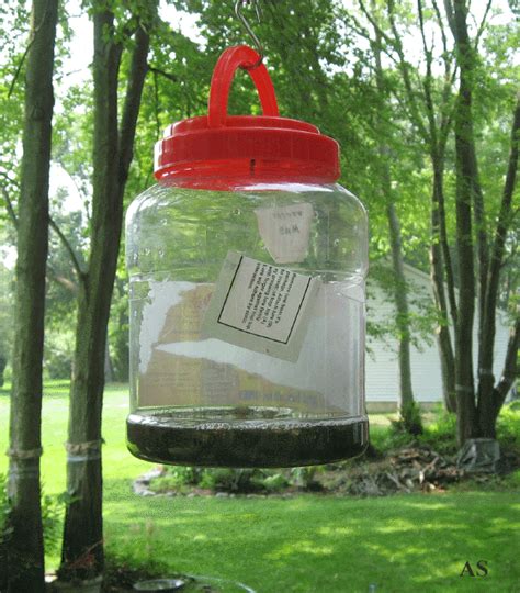 Homemade Gypsy Moth Trap