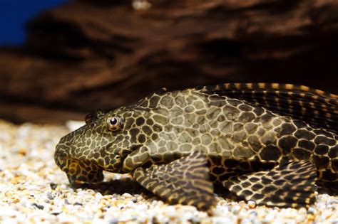 Plecostomus Free Stock Photo - Public Domain Pictures