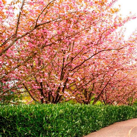 Japanese Flowering Cherry Tree Seeds prunus Serrulata - Etsy