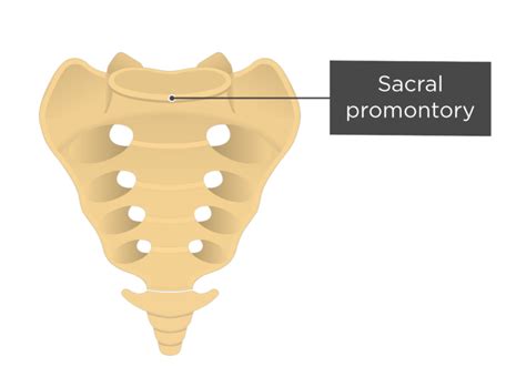 Sacrum and Coccyx Anatomy | GetBodySmart