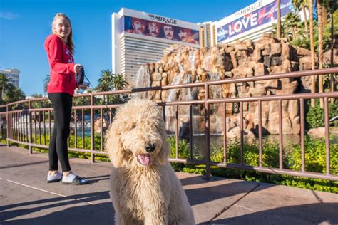 25 Dog-Friendly Hotels in Las Vegas - Great Pet Living