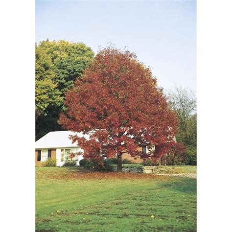 3.25-Gallon Northern Red Oak Shade Tree in Pot (With Soil) (L4574) at ...