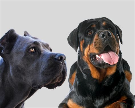 The Rotticorso: Your Guide to the Rottweiler Cane Corso mix