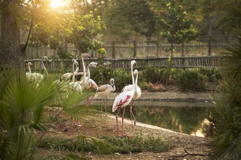 Spot Flamingos at Ras Al Khor Wildlife Sanctuary - Timeless Trails