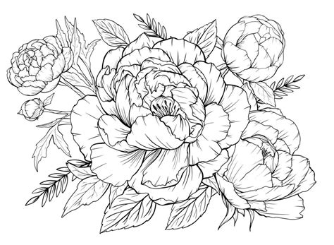 Coloring page with peonies and leaves. Vector page for coloring. Flower ...