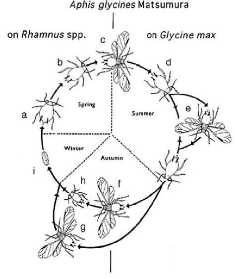 Life cycle of the soybean aphid, A. glycines. Aphid stages are as ...