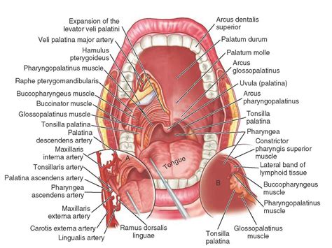 Mouth Teeth Diagram with Label - Health Images Reference