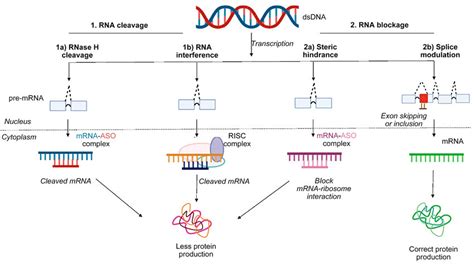 Mechanism of action of antisense oligonucleotides (ASOs). ASOs act by ...