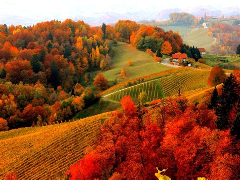 Photographie Paysage Automne Foliage Maison Arbre Vignoble Fond d'écran ...