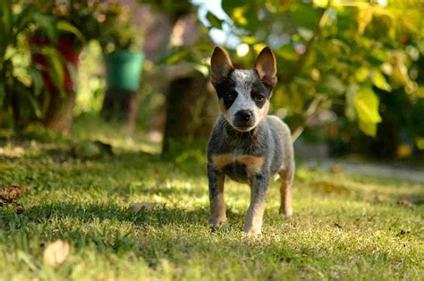 Blue Heeler (Australian Cattle Dog): Full Profile, History, and Care