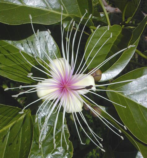 Crateva religiosa Images - Useful Tropical Plants