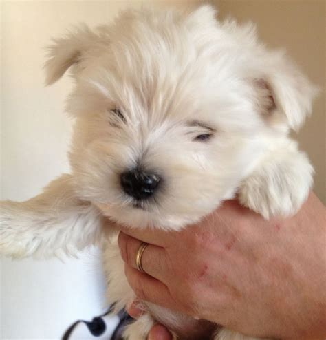 westie puppies for sale | Stoke On Trent, Staffordshire | Pets4Homes