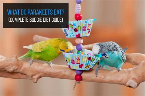 Can Budgies Eat Cranberries: A Guide To Their Nutritional Benefits ...