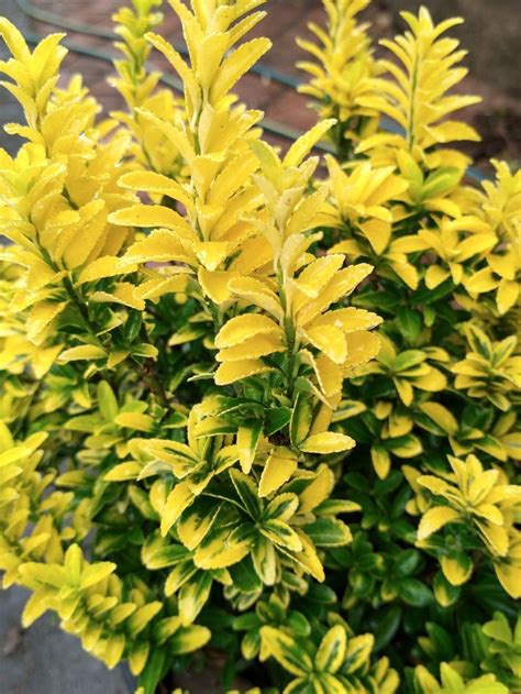 Why Euonymus Gold Thumb is the Perfect Choice for a Low Hedge ...