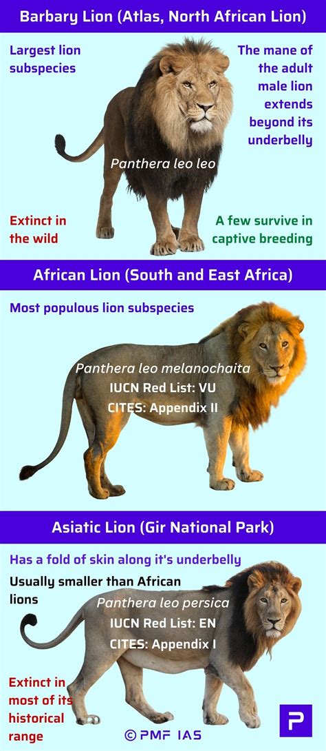 Asiatic Lions, African lion (Panthera leo melanochaita) vs Asiatic lion ...