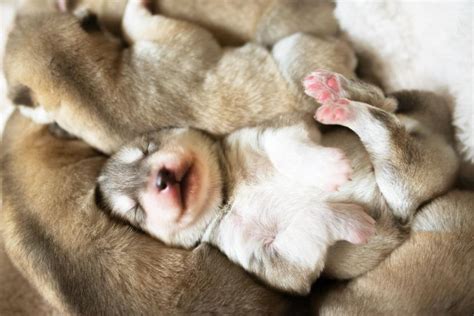 14 Sleeping Dogs & Puppies Reminding You To Relax & Reset | LoveToKnow Pets