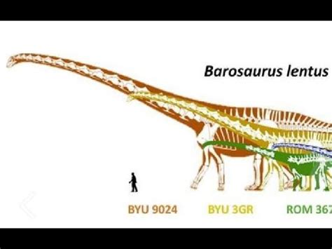 Paleontology News: Is Barosaurus Bigger Than Argentinosaurus? - YouTube