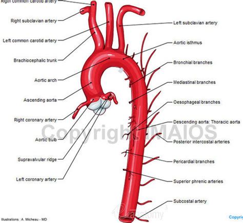 Branches Off Thoracic Aorta Flashcards | Quizlet