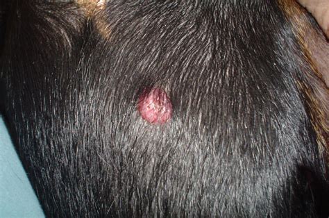 Histiocytoma - Doberman Forum : Doberman Breed Dog Forums