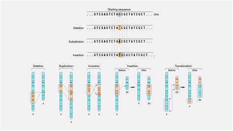 Fasole verde Celulă electrică porc types of gene mutation Camarad ...