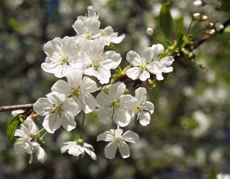 Prunus cerasus - Alchetron, The Free Social Encyclopedia