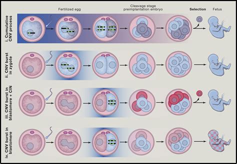 Mutational Processes Shaping the Genome in Early Human Embryos: Cell