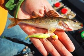 Eurasian Ruffe – Invasive Species Centre