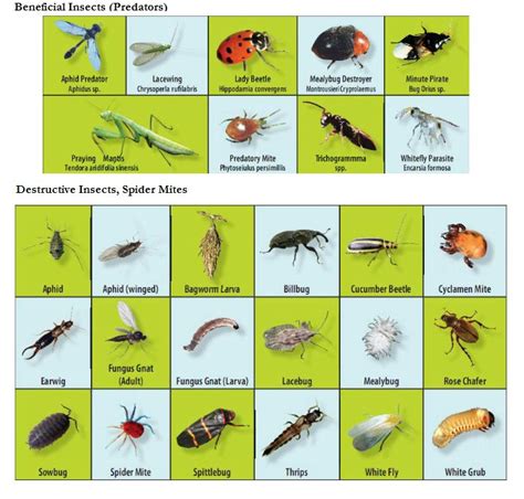 Great chart that shows the difference between good & bad insects. Work ...