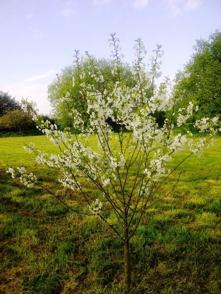 Stella Cherry Trees for Sale - Choose your Stella Cherry Plant