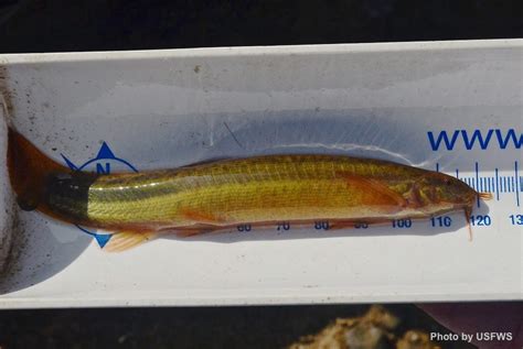 Invasive loach on the loose in central Valley