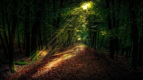 #sunray #forest forest path #woodland #path #ecosystem #sunlight #4K # ...