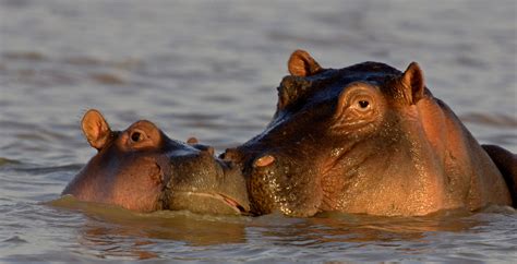 Visit The Great Rift Valley In Kenya: Luxurious Safaris