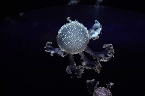 Premium Photo | White spotted jellyfish underwater