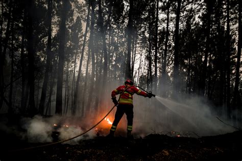 Environnement : comment prévenir les feux de forêt et s'en protéger