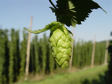 Temperate Climate Permaculture: Permaculture Plants: Hops