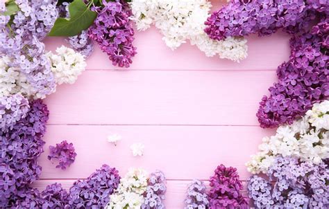 Lilac Flower Wallpapers - Top Free Lilac Flower Backgrounds ...