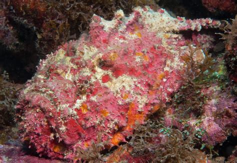 Reef Stonefish - The Australian Museum