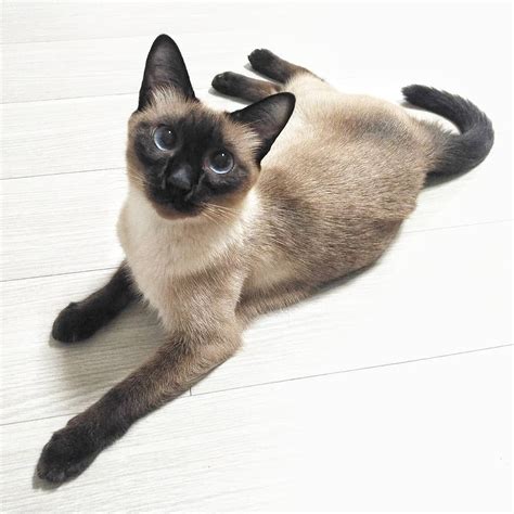 10 Facts About Siamese Cats