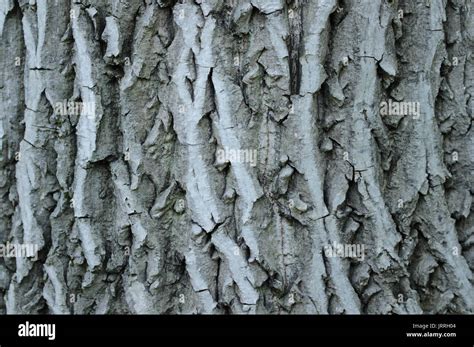 Walnut tree bark hi-res stock photography and images - Alamy