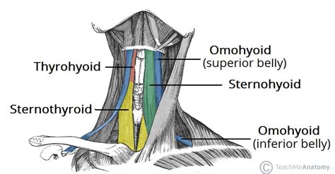 The Infrahyoid Muscles - Attachments - TeachMeAnatomy